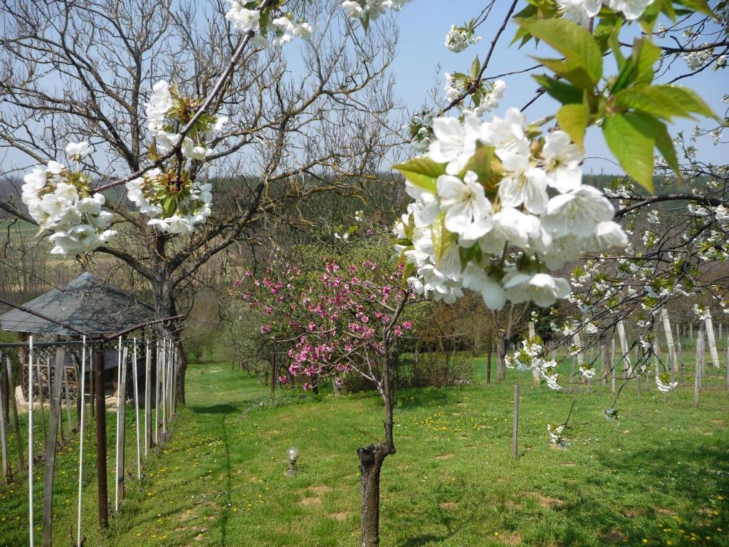 Foerhenc Wine House & Guesthouses I-Ii-Iii Надьканіжа Екстер'єр фото